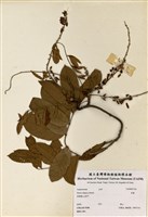 藏品(魚藤)的圖片